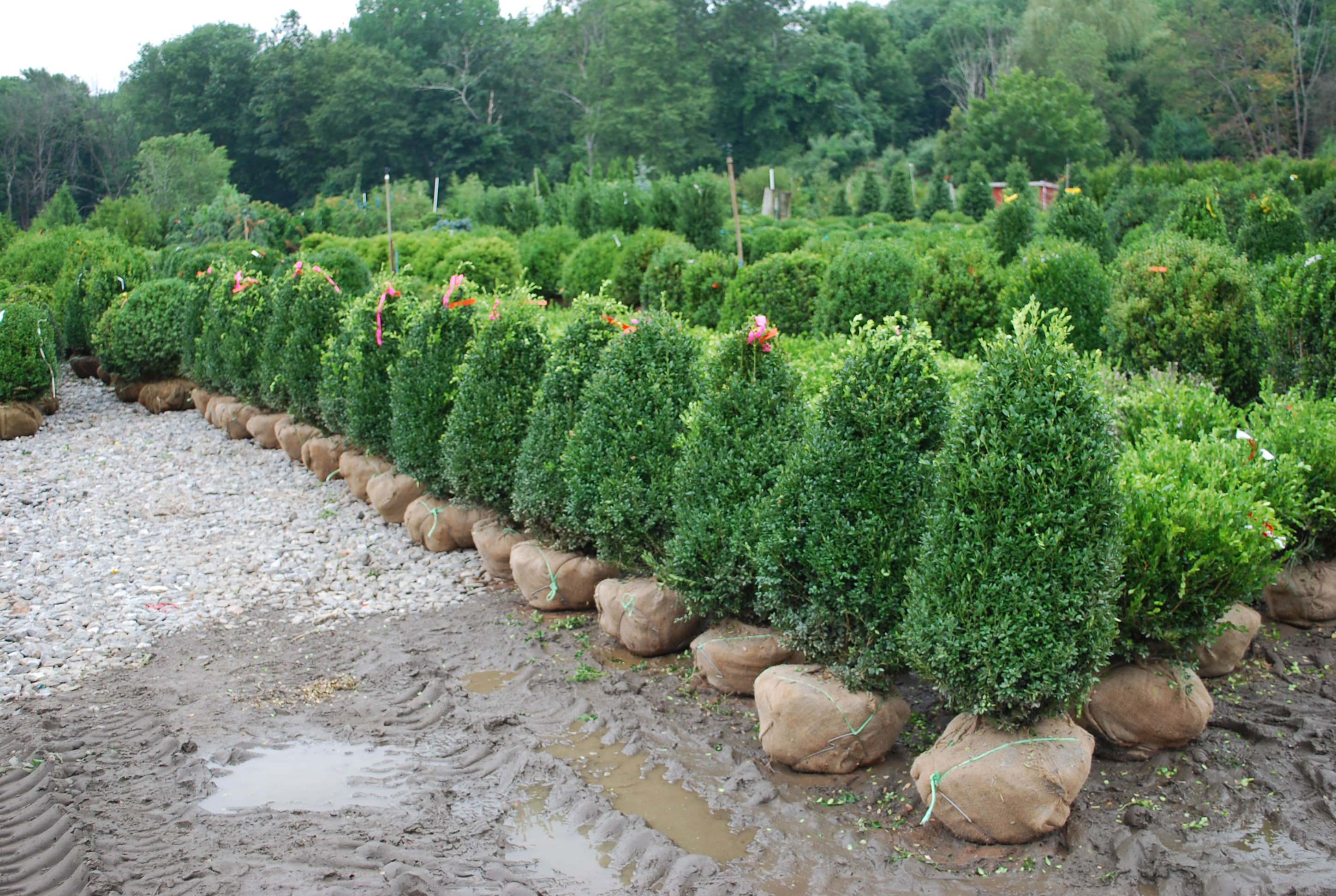 Evergreen Shrubs Planters' Choice